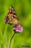 Painted Lady